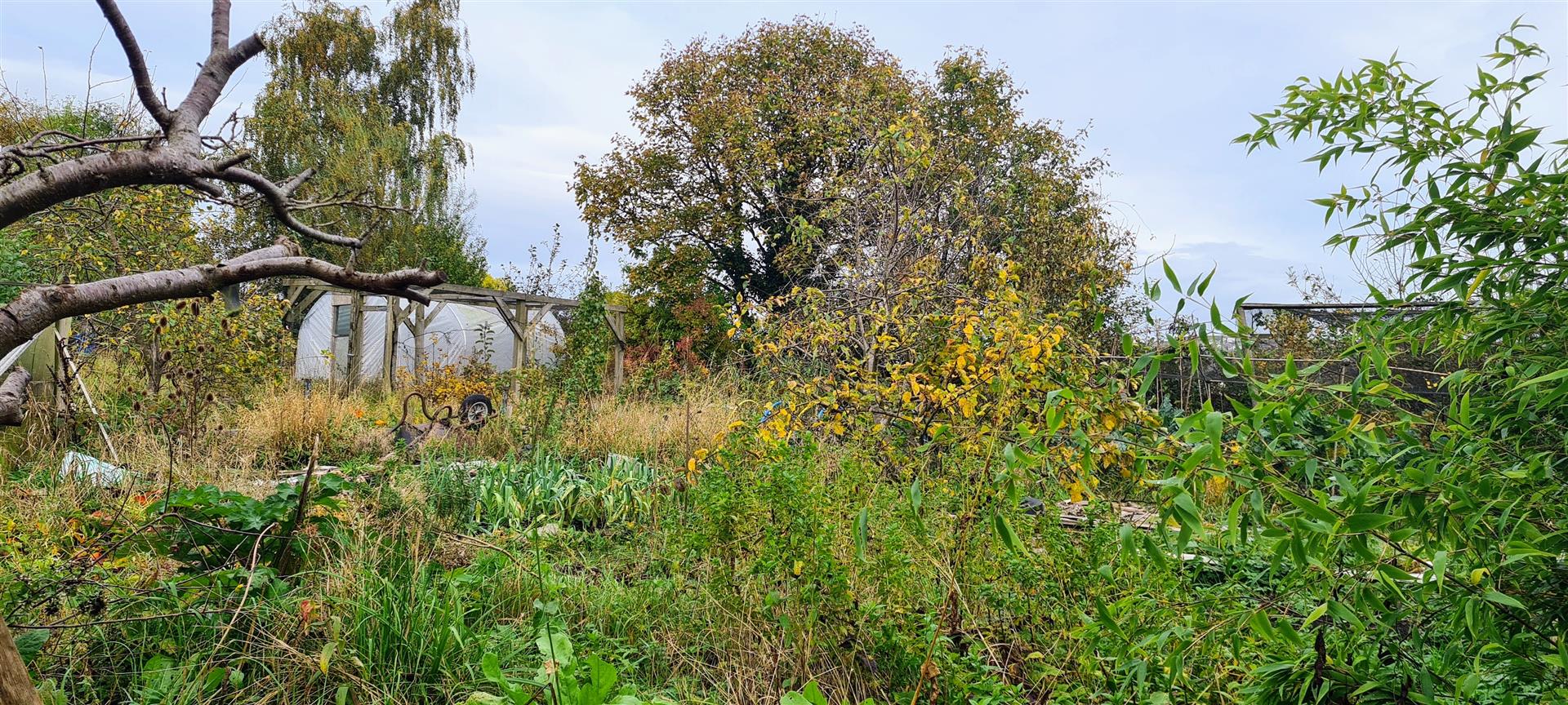 Danny under a greengage tree