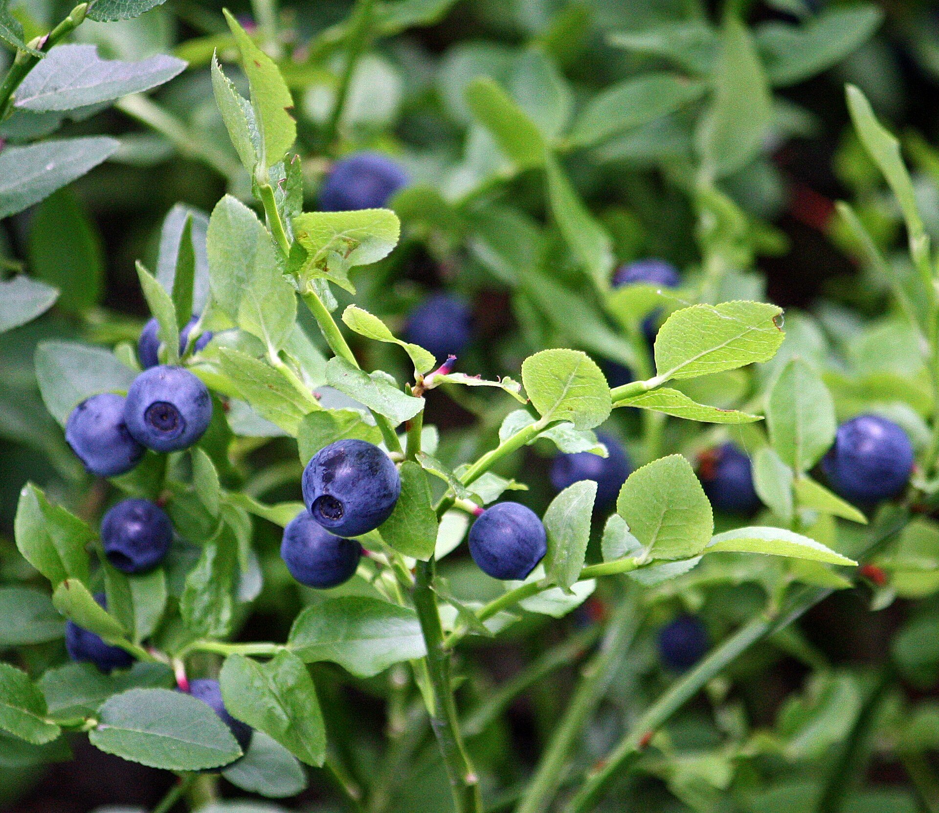 The bilberries are out